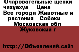 Очаровательные щенки чихуахуа  › Цена ­ 25 000 - Все города Животные и растения » Собаки   . Московская обл.,Жуковский г.